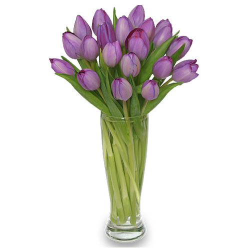 Purple Amethyst Tulips